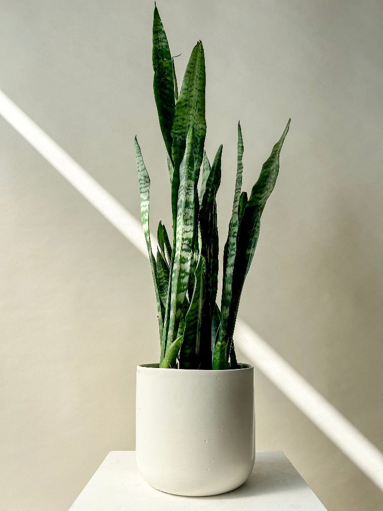 snake plant winnipeg Vancouver Snake Plant - Sansevieria Plant