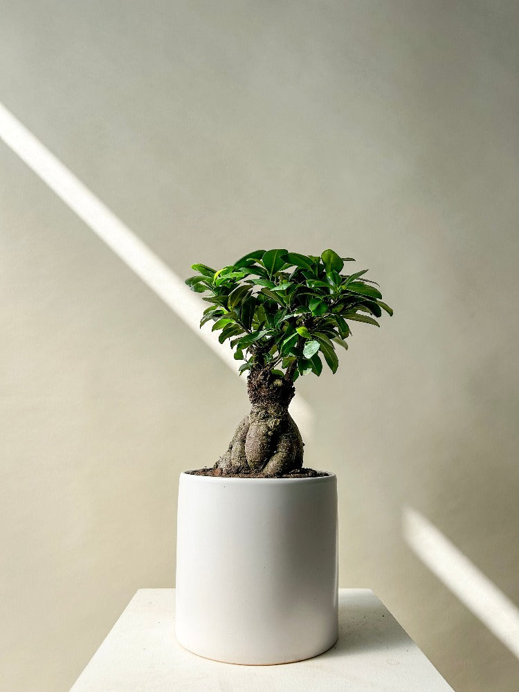 bonsai tree delivery canada Vancouver Bonsai Plant - Bonsai