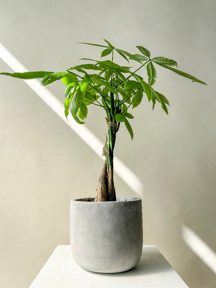 money tree surrey bc Vancouver Money Tree Plant - Money Tree Plant
