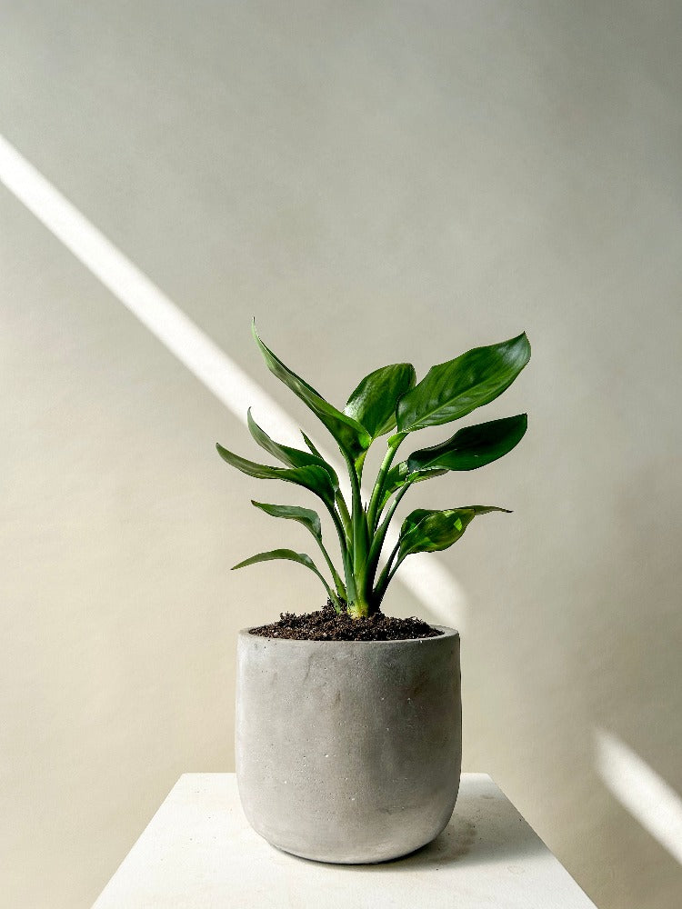 Bird of Paradise Plant - Vancouver Plant Delivery