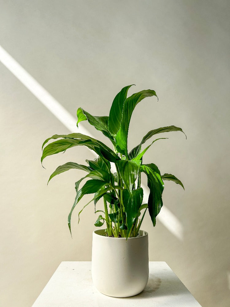 Vancouver Peace Lily Plant - Peace Lily - Plants – Celsia Florist
