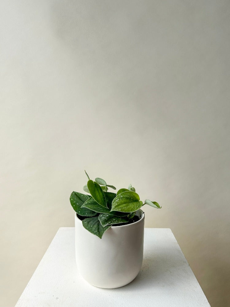 Vancouver Plants - Vancouver Plant Delivery 