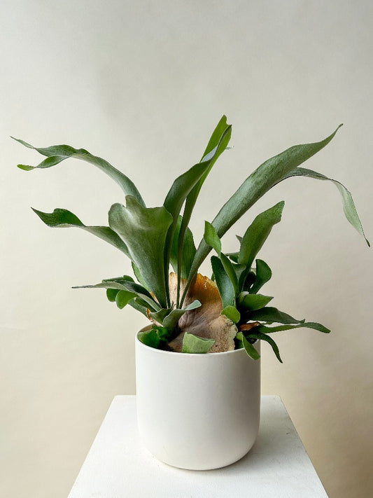 Vancouver Plants - Vancouver Plant Delivery 