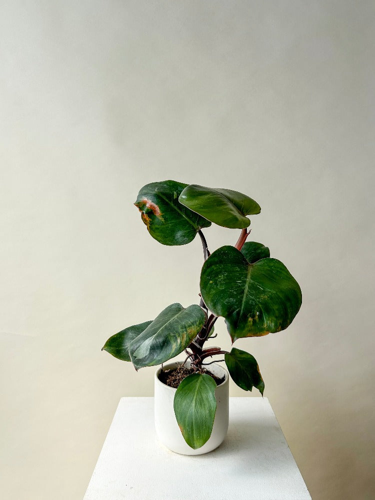 Vancouver Plants - Vancouver Plant Delivery 