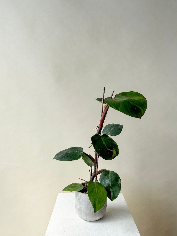 philodendron vancouver Philodendron White Knight – Celsia Florist