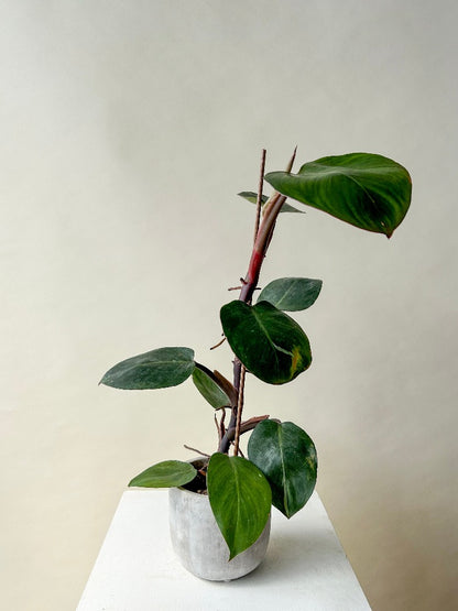 Vancouver Plants - Vancouver Plant Delivery 