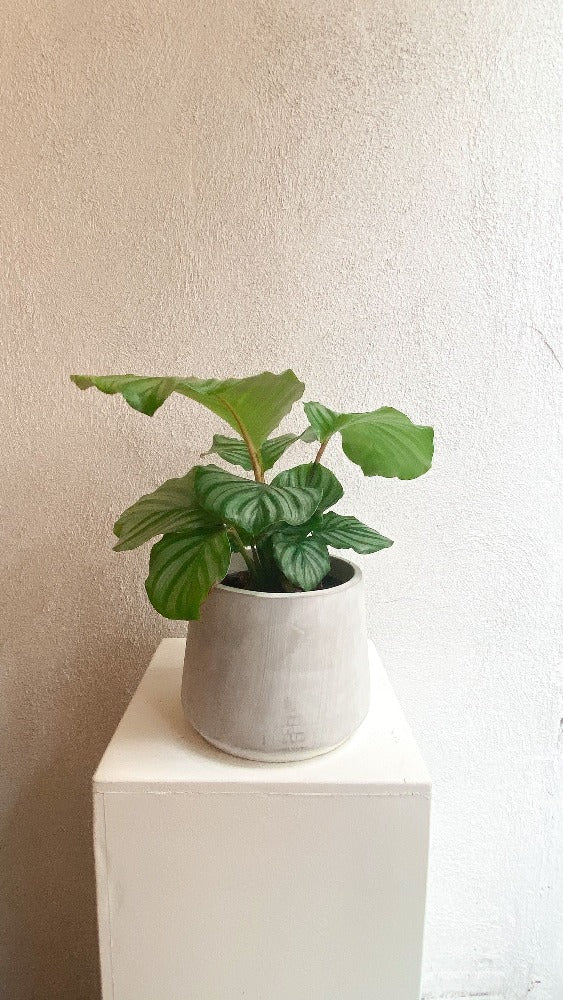 Vancouver Calathea Plant - Vancouver Plant Delivery