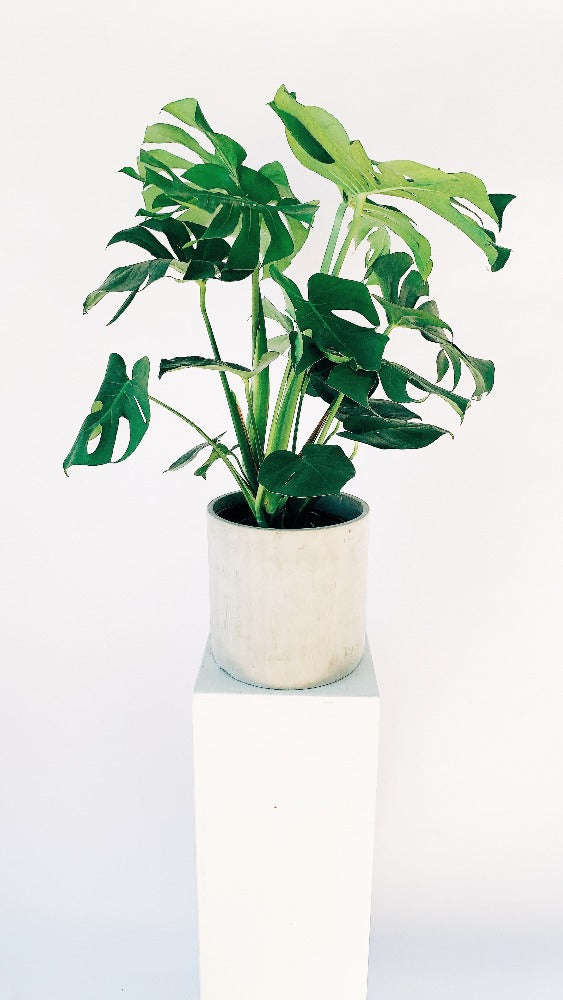 monstera plant vancouver Vancouver Monstera Plant