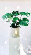 Vancouver Monstera Plant - Vancouver Plant Delivery