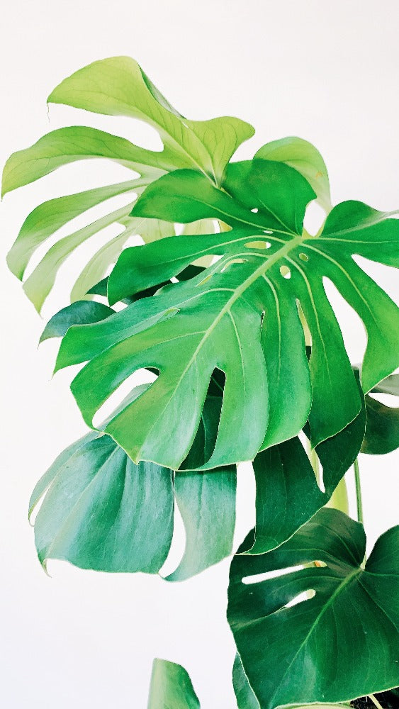 monstera plant calgary Vancouver Monstera Plant