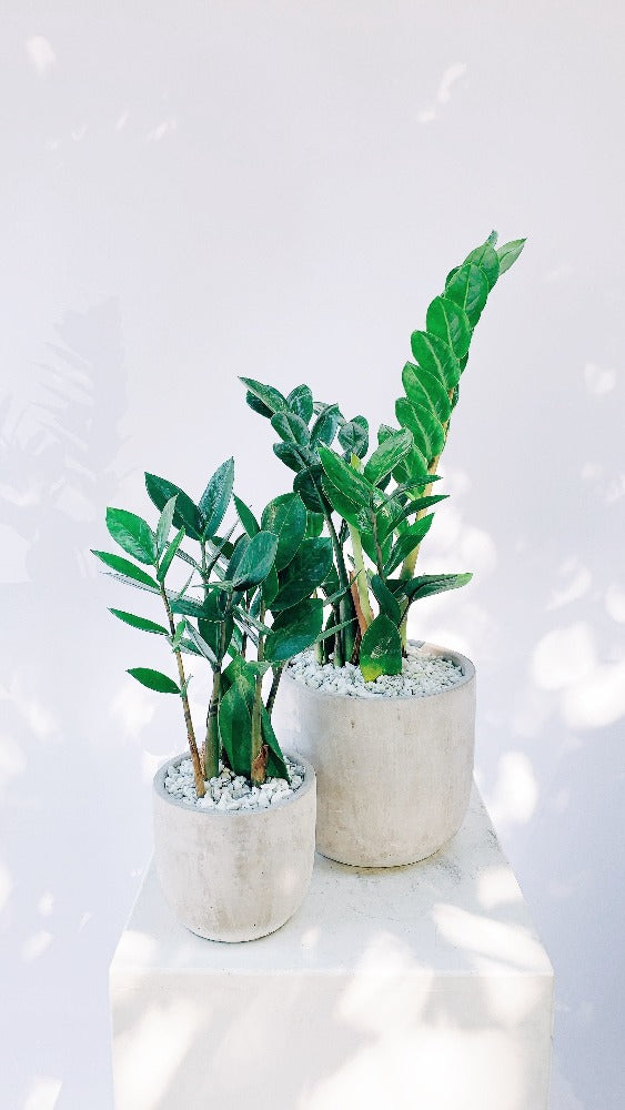 Vancouver ZZ Plant - Vancouver Plant Delivery