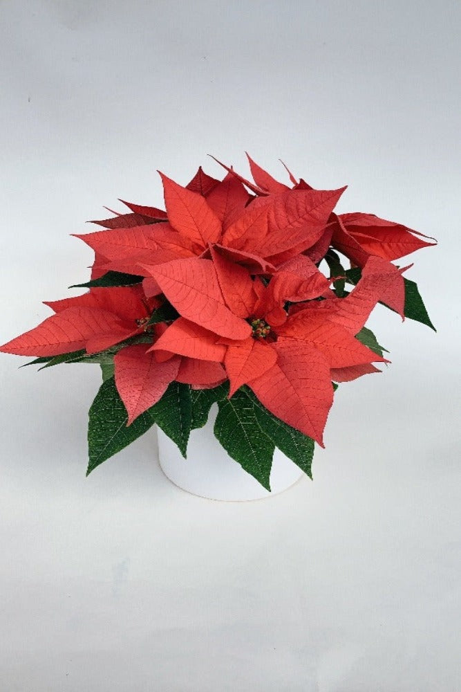 Vancouver Poinsettia Plant - Vancouver Plant Delivery